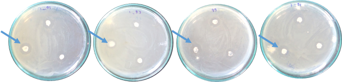 Bacillus và vi khuẩn P.stewartii DTP11 và DTP91