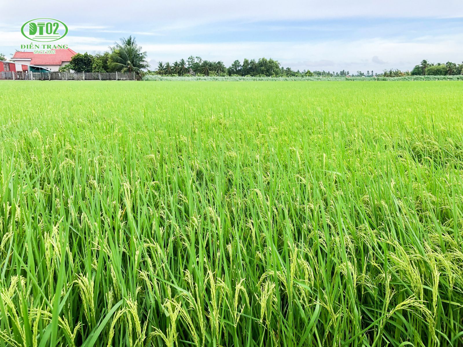 Sản xuất lúa theo hướng hữu cơ có lãi gần 18 triệu đồngha  BÁO QUẢNG NAM  ONLINE  Tin tức mới nhất