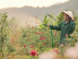 Kiên trì sản xuất trà hoa hồng hữu cơ