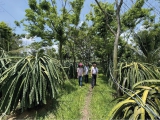 Bình Thuận xây dựng 'chuỗi thanh long xanh'