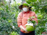 Mỹ mở cửa thị trường cho trái bưởi Việt Nam