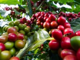 Giá xuất khẩu cà phê lên mức cao nhất trong gần 4 năm
