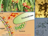 Trichoderma - tài nguyên được đánh thức