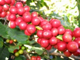 Giá cà phê hôm nay 8/4: Tăng 200 đồng/kg, giá tiêu tăng mạnh 1.000 đồng/kg