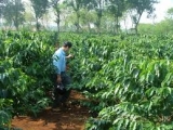 Bình Thuận: Thu lãi kép từ trồng ngô nếp MX10 kết hợp với phân bón Trichoderma