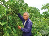 Cà phê Lâm Đồng vươn thị trường quốc tế: [Bài 1]: Cà phê sinh thái, chất lượng cao