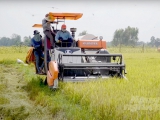 Cơ hội gia tăng xuất khẩu gạo trong bối cảnh lạm phát toàn cầu