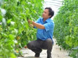 Lâm Đồng: Giá nhiều loại nông sản tăng