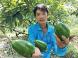 Anh nông dân ở Đồng Tháp say mê giống bơ Thanh Sơn